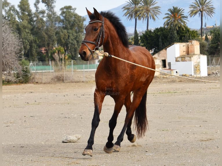 Andalusian Mare 10 years 15,2 hh Brown in Provinz Malaga