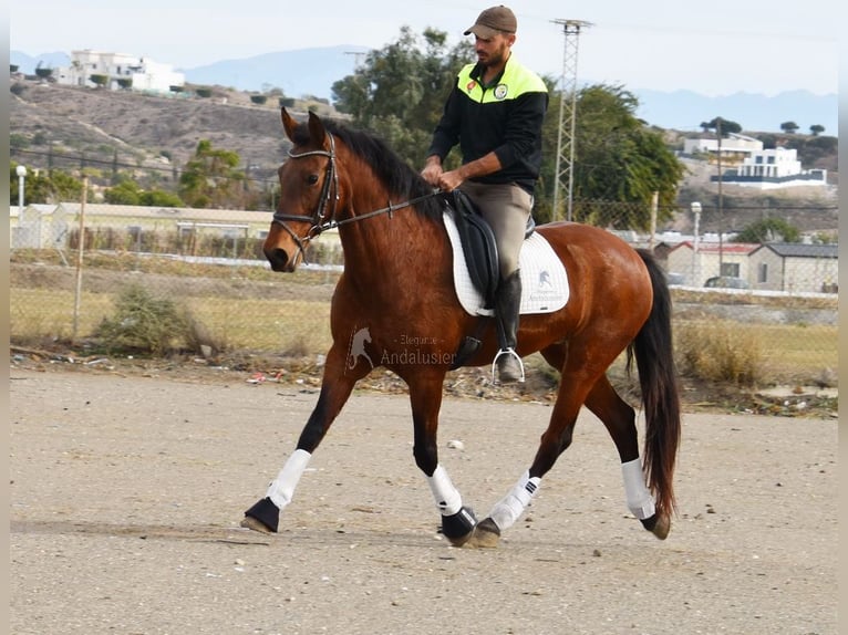 Andalusian Mare 10 years 15,2 hh Brown in Provinz Malaga