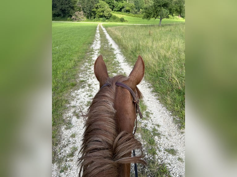 Andalusian Mix Mare 10 years 15,2 hh Chestnut-Red in Münsingen