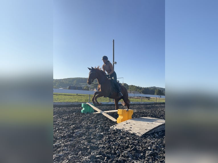 Andalusian Mix Mare 10 years 15,2 hh Chestnut-Red in Münsingen