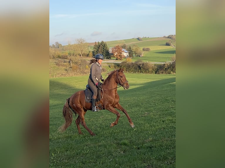 Andalusian Mix Mare 10 years 15,2 hh Chestnut-Red in Münsingen