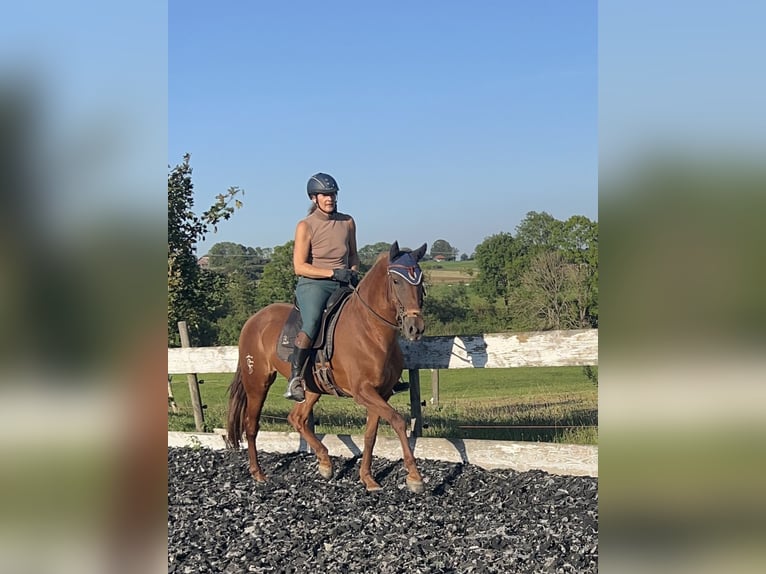 Andalusian Mix Mare 10 years 15,2 hh Chestnut-Red in Münsingen