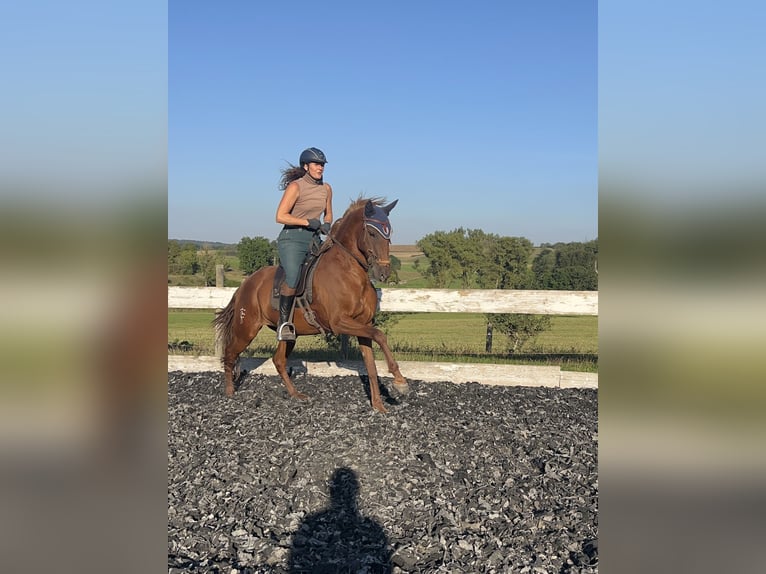 Andalusian Mix Mare 10 years 15,2 hh Chestnut-Red in Münsingen