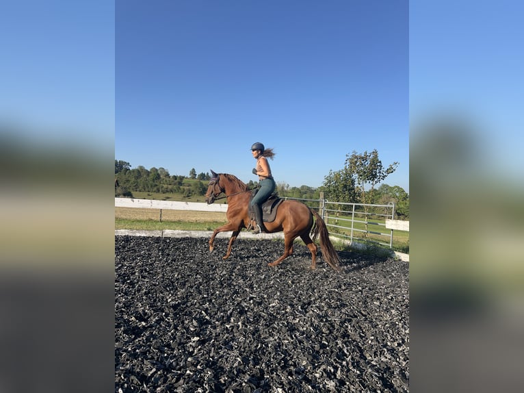 Andalusian Mix Mare 10 years 15,2 hh Chestnut-Red in Münsingen