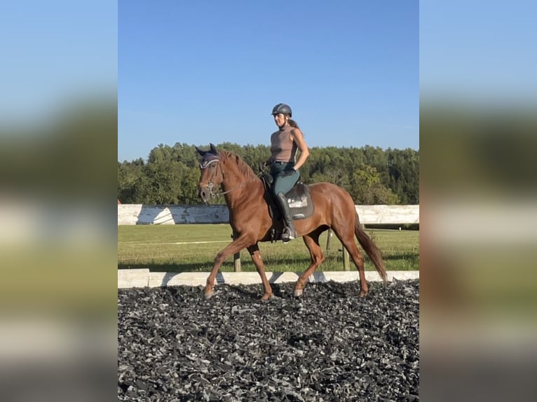 Andalusian Mix Mare 10 years 15,2 hh Chestnut-Red in Münsingen