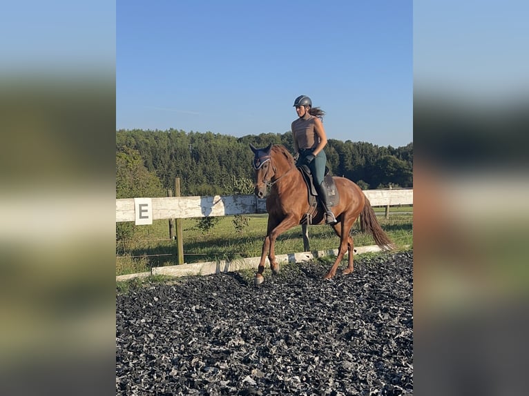 Andalusian Mix Mare 10 years 15,2 hh Chestnut-Red in Münsingen