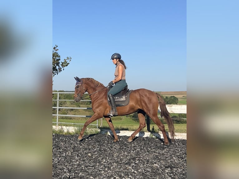 Andalusian Mix Mare 10 years 15,2 hh Chestnut-Red in Münsingen