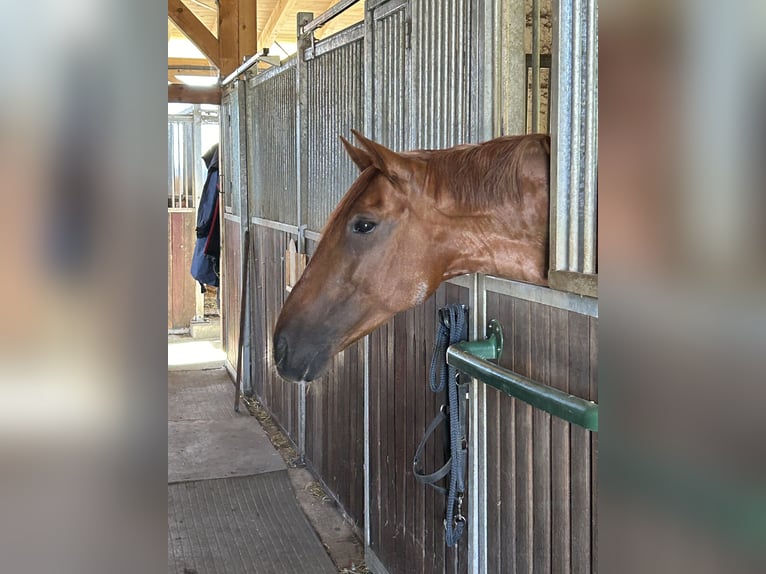 Andalusian Mix Mare 10 years 15,2 hh Chestnut-Red in MünsingenMünsingen