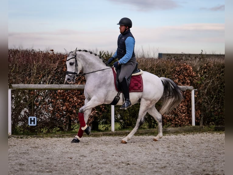 Andalusian Mare 10 years 15,3 hh Gray in Neustadt (Wied)