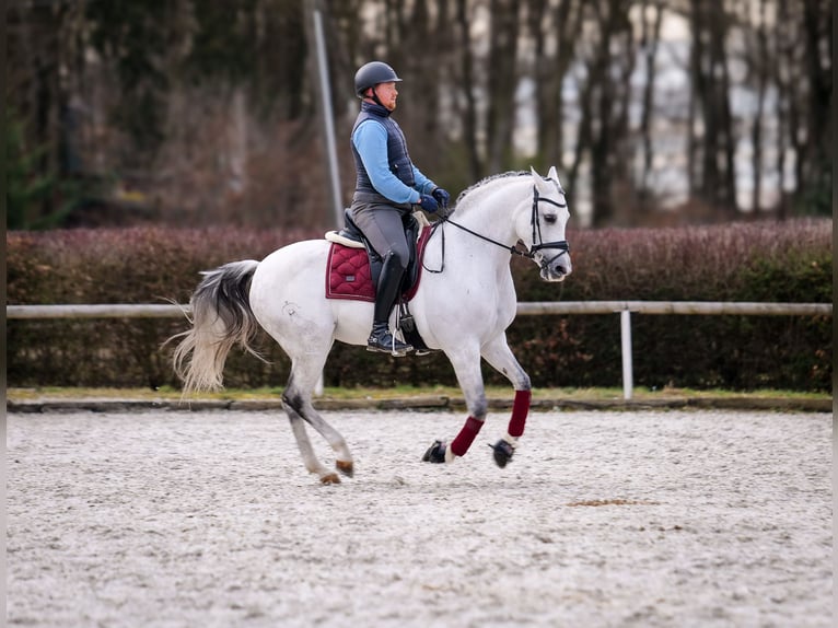 Andalusian Mare 10 years 15,3 hh Gray in Neustadt (Wied)