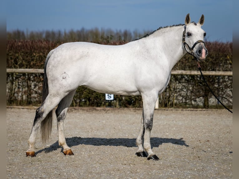 Andalusian Mare 10 years 15,3 hh Gray in Neustadt (Wied)