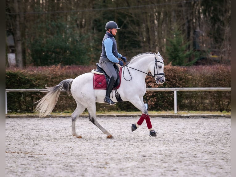 Andalusian Mare 10 years 15,3 hh Gray in Neustadt (Wied)