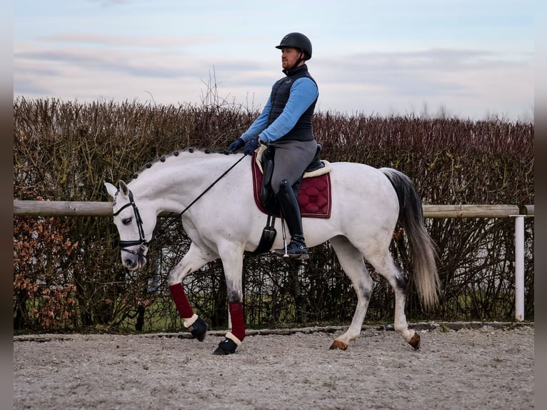 Andalusian Mare 10 years 15,3 hh Gray in Neustadt (Wied)