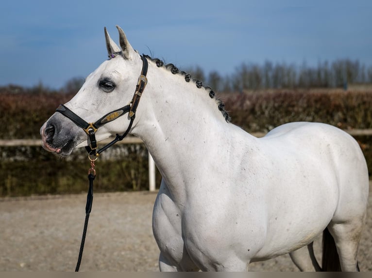 Andalusian Mare 10 years 15,3 hh Gray in Neustadt (Wied)