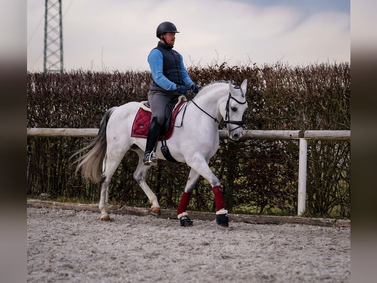 Andalusian Mare 10 years 15,3 hh Gray in Neustadt (Wied)