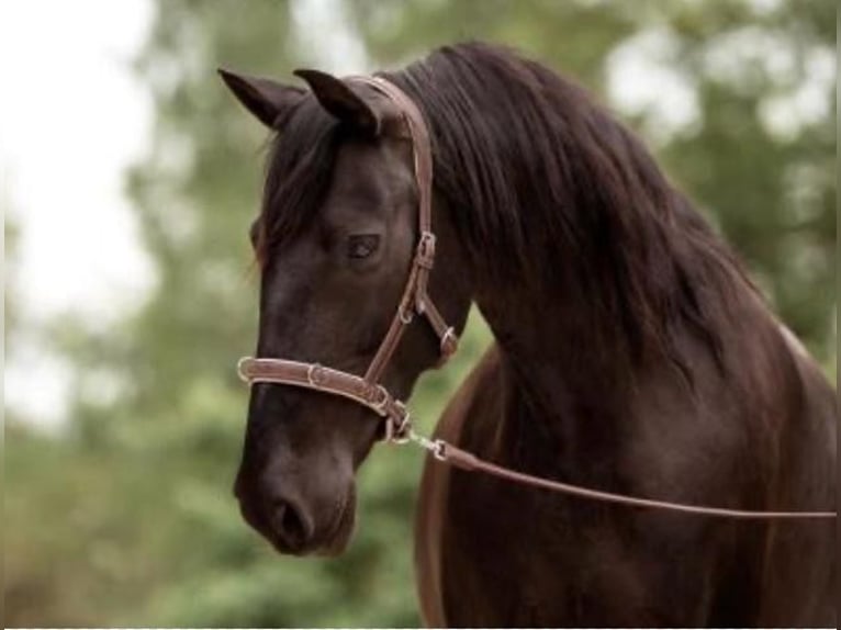 Andalusian Mare 10 years 15 hh Black in Weßling