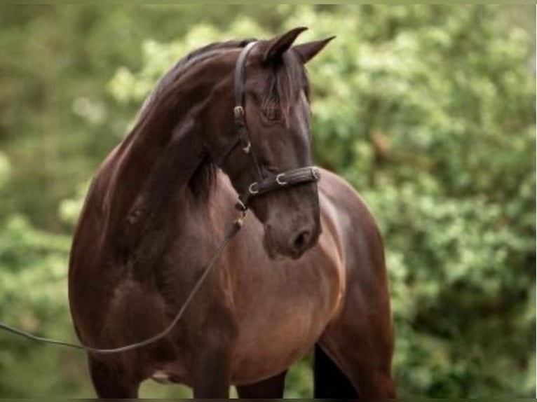 Andalusian Mare 10 years 15 hh Black in Weßling