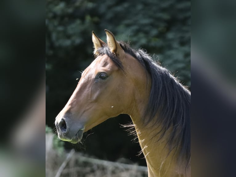 Andalusian Mare 10 years 15,1 hh Brown in Berlin