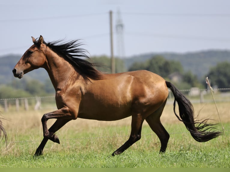 Andalusian Mare 10 years 15,1 hh Brown in Bissendorf