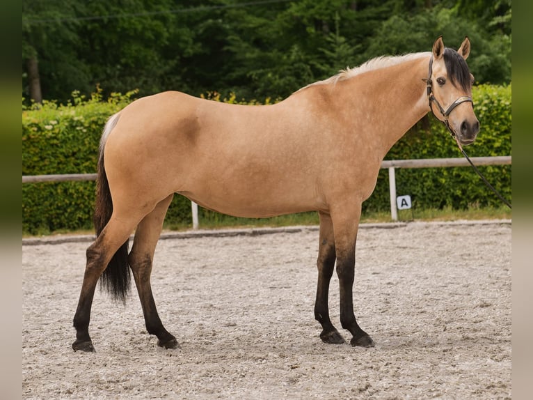 Andalusian Mare 10 years 15,3 hh Dun in Neustadt (Wied)