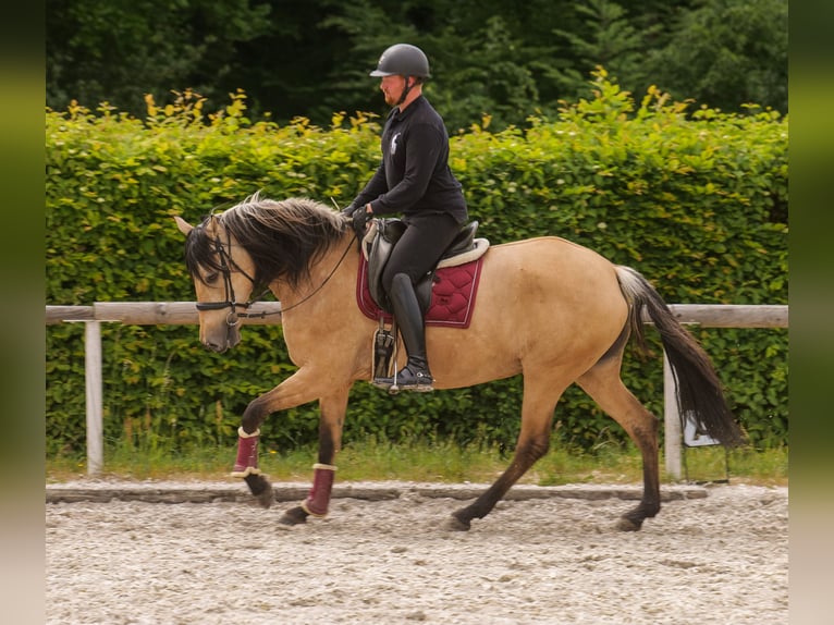 Andalusian Mare 10 years 15,3 hh Dun in Neustadt (Wied)