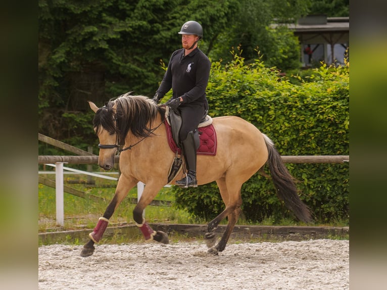 Andalusian Mare 10 years 15,3 hh Dun in Neustadt (Wied)