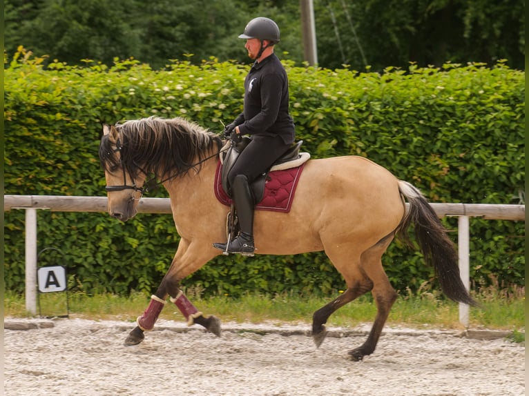 Andalusian Mare 10 years 15,3 hh Dun in Neustadt (Wied)