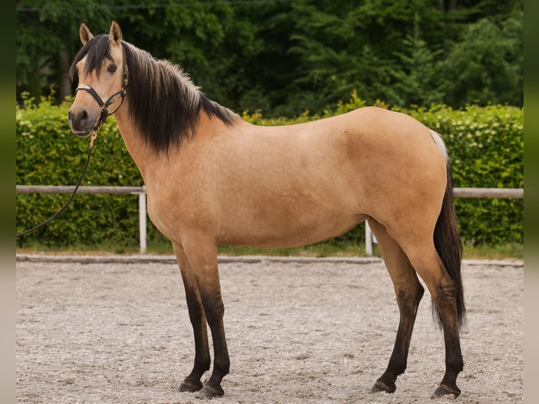 Andalusian Mare 10 years 15,3 hh Dun in Neustadt (Wied)