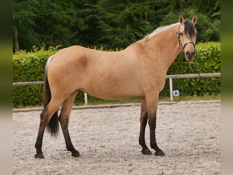 Andalusian Mare 10 years 15,3 hh Dun in Neustadt (Wied)