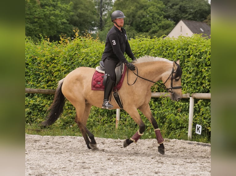 Andalusian Mare 10 years 15,3 hh Dun in Neustadt (Wied)