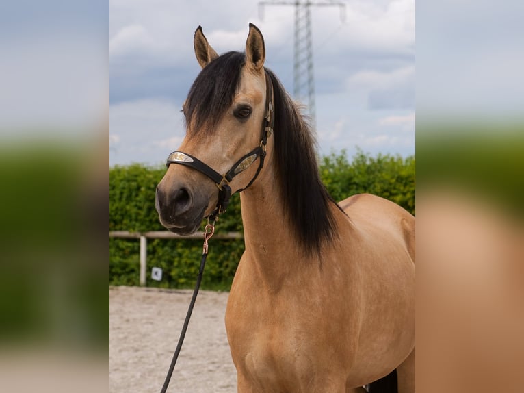 Andalusian Mare 10 years 15,3 hh Dun in Neustadt (Wied)