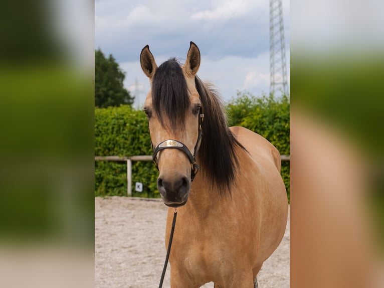 Andalusian Mare 10 years 15,3 hh Dun in Neustadt (Wied)