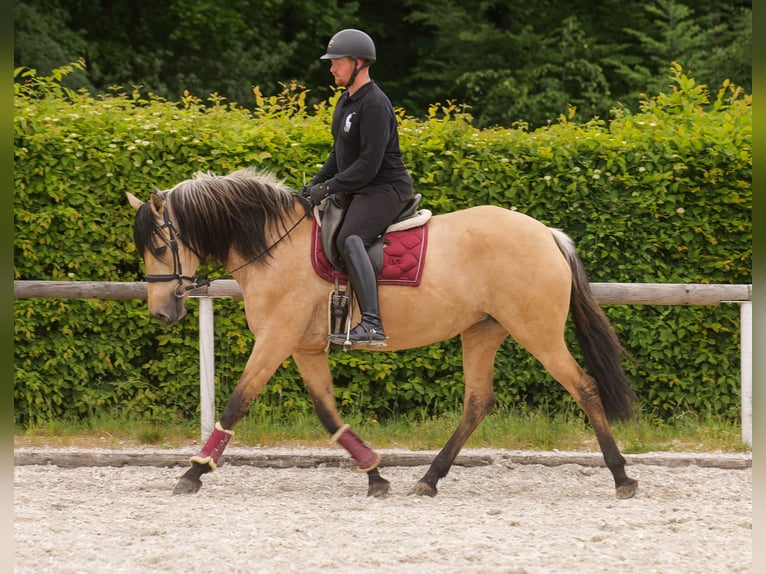 Andalusian Mare 10 years 15,3 hh Dun in Neustadt (Wied)