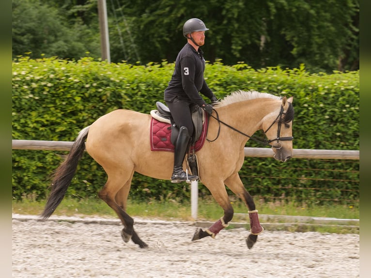 Andalusian Mare 10 years 15,3 hh Dun in Neustadt (Wied)