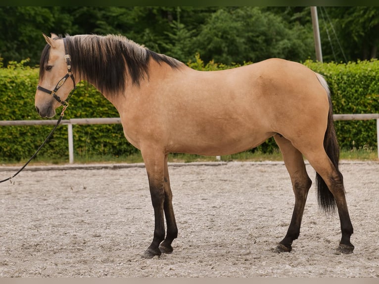 Andalusian Mare 10 years 15,3 hh Dun in Neustadt (Wied)