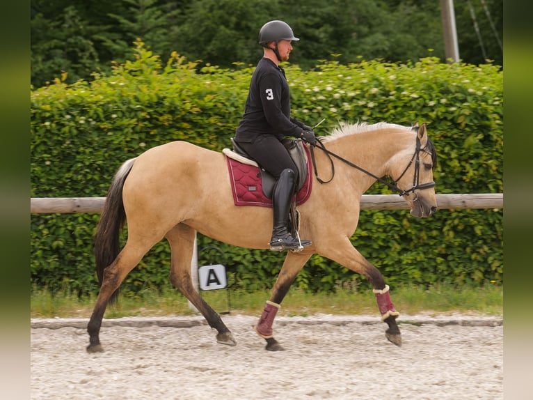 Andalusian Mare 10 years 15,3 hh Dun in Neustadt (Wied)