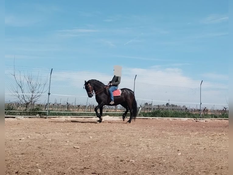 Andalusian Mare 10 years 16,1 hh Black in Toledo