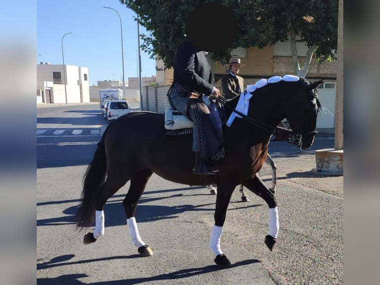 Andalusian Mare 10 years 16,1 hh Black in Toledo