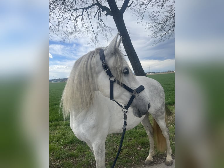 Andalusian Mare 10 years 16 hh Gray in Neuötting