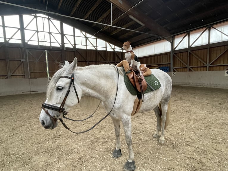 Andalusian Mare 10 years 16 hh Gray in Neuötting
