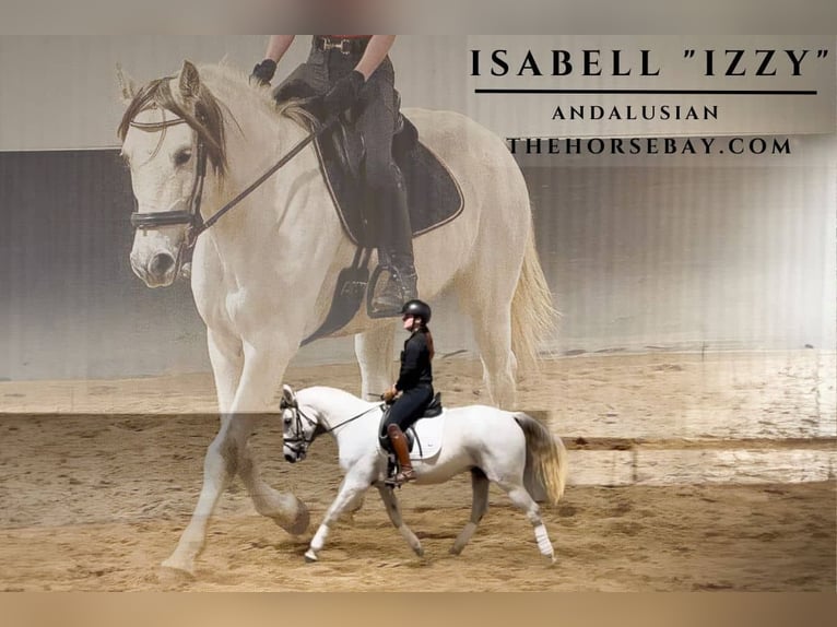 Andalusian Mare 10 years Grey in Michigan City, IN