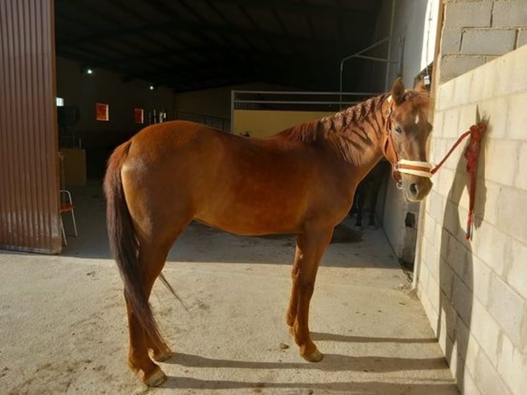 Andalusian Mare 11 years 14,2 hh Chestnut-Red in Malaga