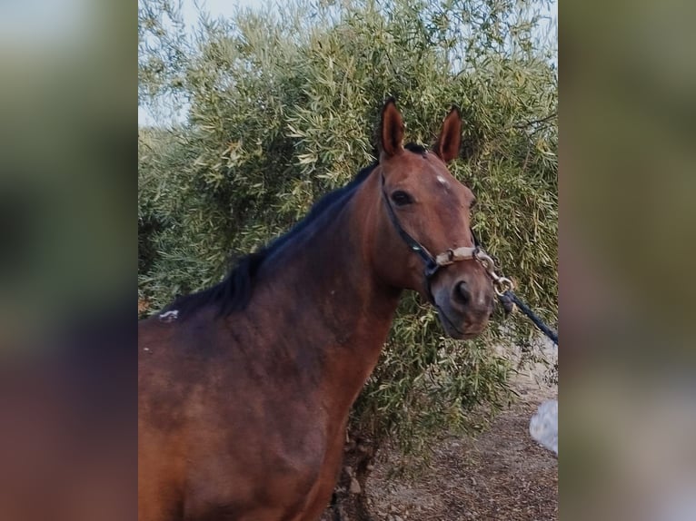 Andalusian Mare 11 years 15,1 hh Brown in Aachen