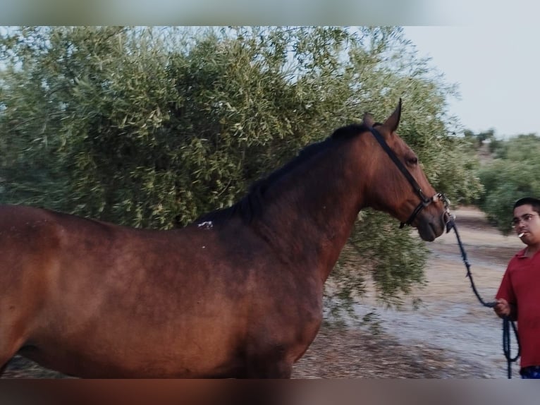 Andalusian Mare 11 years 15,1 hh Brown in Aachen