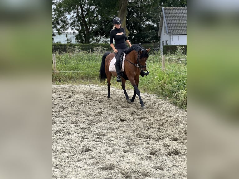 Andalusian Mix Mare 11 years 15,1 hh Brown-Light in Brielle