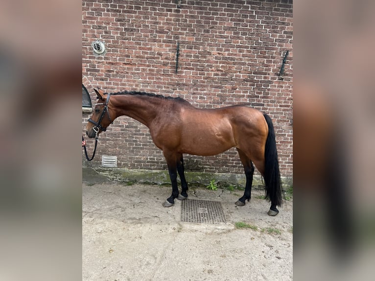 Andalusian Mix Mare 11 years 15,1 hh Brown-Light in Brielle