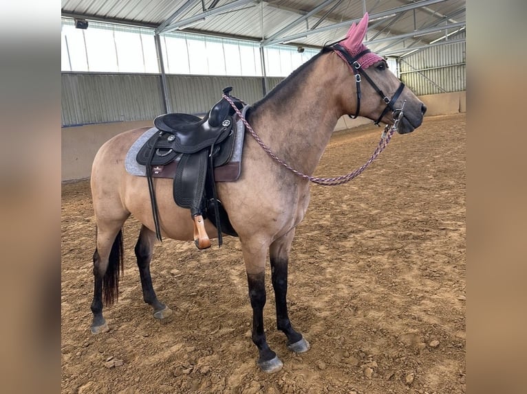 Andalusian Mare 11 years 15,1 hh Buckskin in Kirchberg