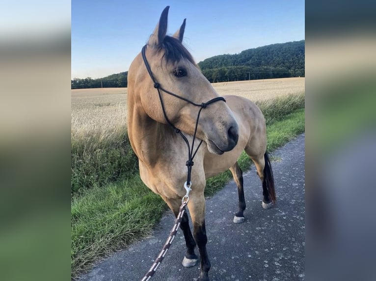 Andalusian Mare 11 years 15,1 hh Buckskin in Kirchberg