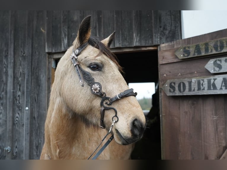 Andalusian Mare 11 years 15,1 hh Buckskin in Kirchberg