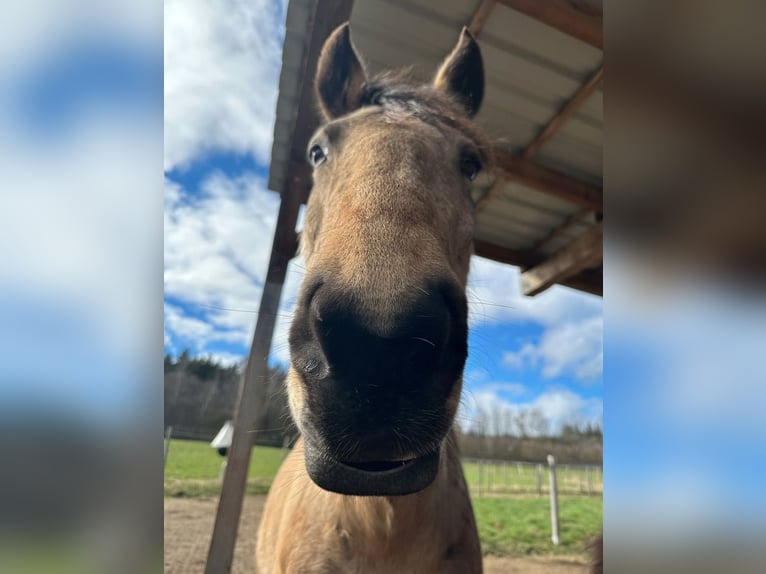 Andalusian Mare 11 years 15,1 hh Buckskin in Kirchberg